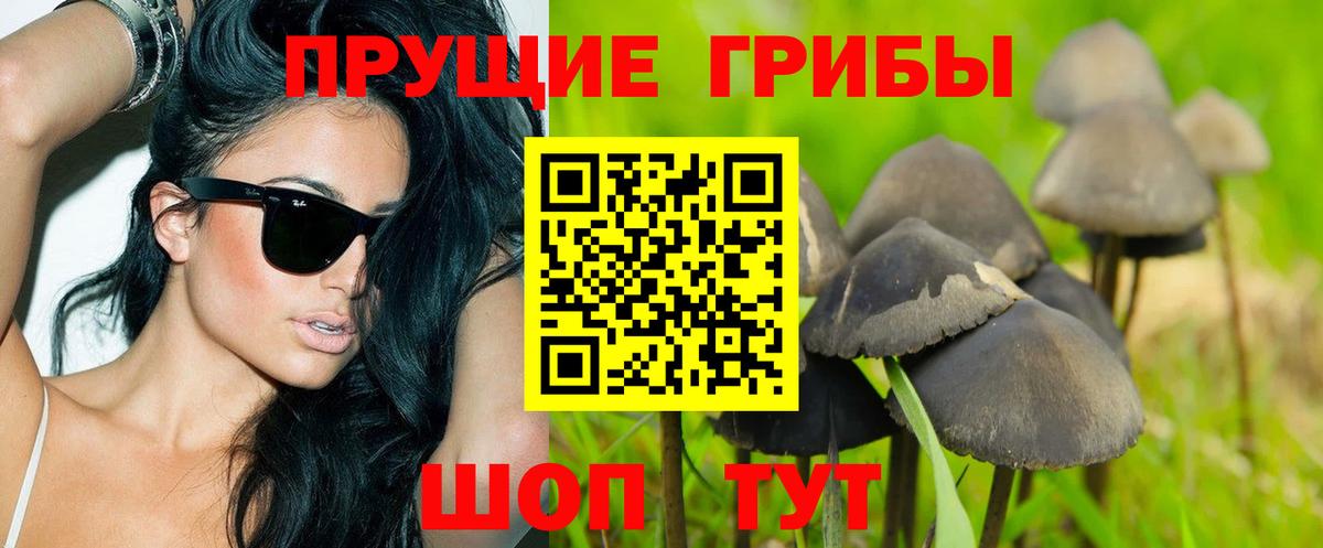 Галлюциногенные грибы Psilocybine cubensis Карабулак